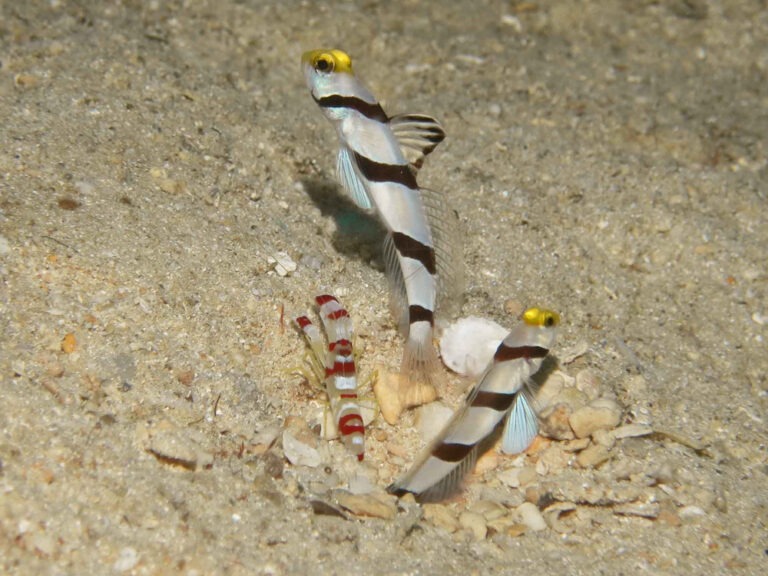 Stonogobiops xanthorhinica Yellowface Shrimpgoby