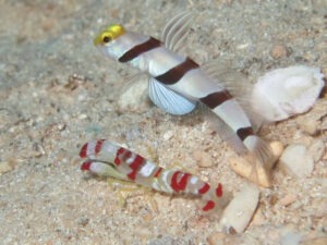 Stonogobiops xanthorhinica Yellowface Shrimpgoby