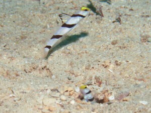 Stonogobiops xanthorhinica Yellowface Shrimpgoby