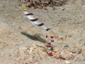 Stonogobiops xanthorhinica Yellowface Shrimpgoby