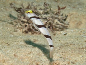 Stonogobiops xanthorhinica Yellowface Shrimpgoby