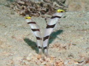 Stonogobiops xanthorhinica Yellowface Shrimpgoby