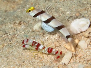 Stonogobiops xanthorhinica Yellowface Shrimpgoby with Randall’s Shrimp Alpheus randalli