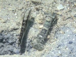 Strong Snapping Shrimp, Alpheus species 13