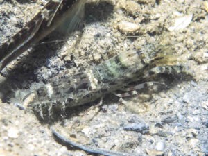 Strong Snapping Shrimp, Alpheus species 13