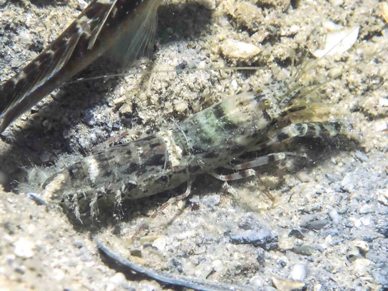 Strong Snapping Shrimp, Alpheus species 13