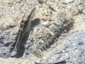 Strong Snapping Shrimp, Alpheus species 13