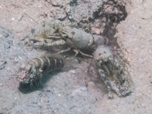 Strong Snapping Shrimp, Alpheus species 13