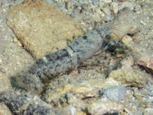 Strong Snapping Shrimp, Alpheus species 13