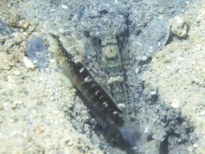 Strong Snapping Shrimp with Cryptocentrus cyanospilotus Bluespot Saddled Shrimpgoby