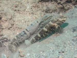 Strong Snapping Shrimp with Cryptocentrus strigilliceps Target Shrimpgoby