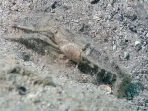 Tasselled Shrimp Alpheus species 14