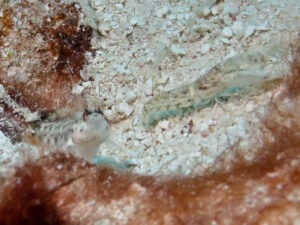 Tasselled Snapping Shrimp, Alpheus species 14