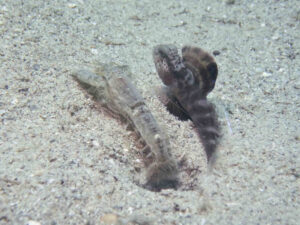 Tasselled Snapping Shrimp, Alpheus species 14