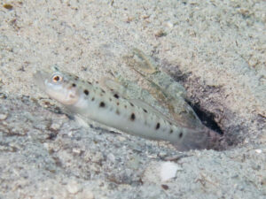 Tasselled Snapping Shrimp, Alpheus species 14