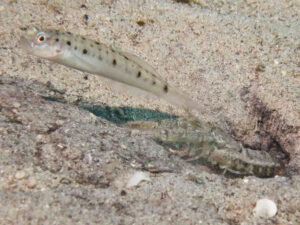 Tasselled Snapping Shrimp, Alpheus species 14