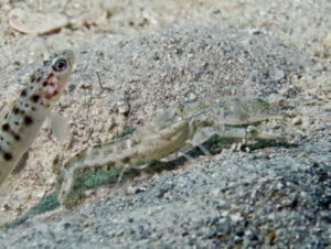 Tasselled Snapping Shrimp, Alpheus species 14