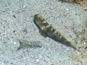 Tasselled Snapping Shrimp with Cryptocentrus fasciatus Y-bar Shrimpgoby