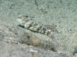 Tasselled Snapping Shrimp with Cryptocentrus melanopus, Singapore Shrimpgoby