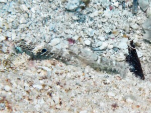 Tasselled Snapping Shrimp with Cryptocentrus strigilliceps, Target Shrimpgoby