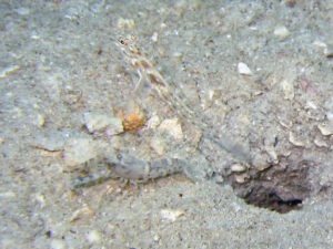 Tasselled Snapping Shrimp with Ctenogobiops crocineus, Silverspot Shrimpgoby