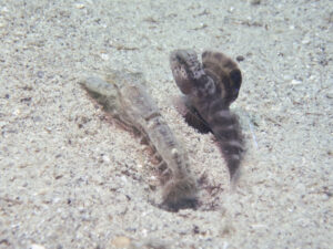 Tasselled Snapping Shrimp with Mahidolia mystacina, Smiling Shrimpgoby