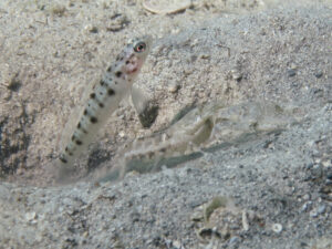 Tasselled Snapping Shrimp with Vanderhorstia ambanoro, Twinspot Shrimpgoby