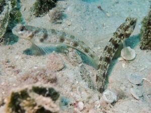 Tasselled Snapping Shrimp with Vanderhorstia phaeosticta, Yellowfoot Shrimpgoby