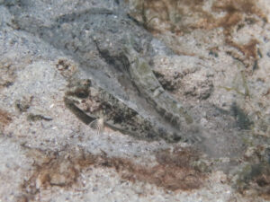 Tasselled Snapping Shrimp with Yongeichthys nebulosus, Hairfin Goby