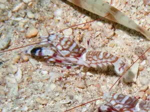 Tiger Shrimp Alpheus bellulus