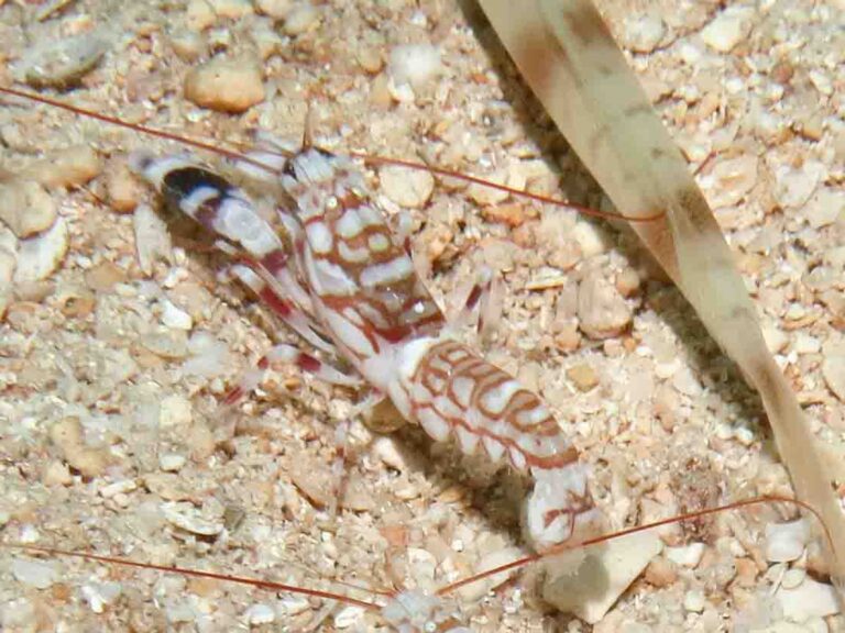 Tiger Snapping Shrimp, Alpheus bellulus