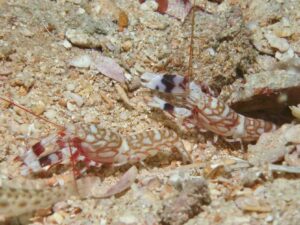 Tiger Snapping Shrimp, Alpheus bellulus