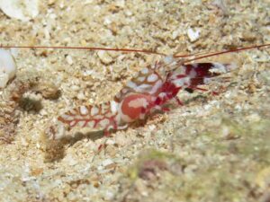 Tiger Snapping Shrimp, Alpheus bellulus