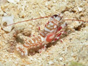 Tiger Snapping Shrimp, Alpheus bellulus