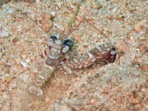 Tiger Snapping Shrimp, Alpheus bellulus