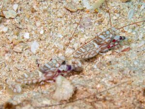 Tiger Snapping Shrimp, Alpheus bellulus