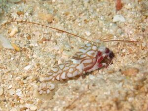 Tiger Snapping Shrimp, Alpheus bellulus