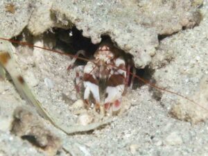 Tiger Snapping Shrimp, Alpheus bellulus