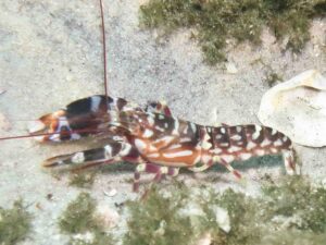 Tiger Snapping Shrimp, Alpheus bellulus