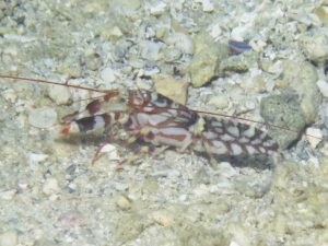 Tiger Snapping Shrimp, Alpheus bellulus