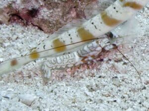 Tiger Snapping Shrimp, Alpheus bellulus