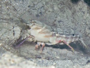 Titan Snapping Shrimp, Alpheus species 15