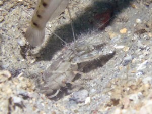 Titan Snapping Shrimp, Alpheus species 15