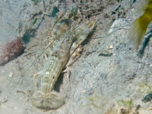 Titan Snapping Shrimp, Alpheus species 15