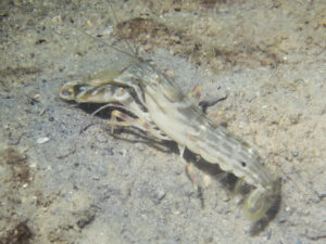 Titan Snapping Shrimp, Alpheus species 15