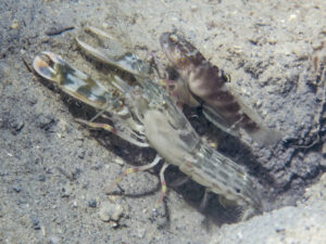 Titan Snapping Shrimp, Alpheus species 15