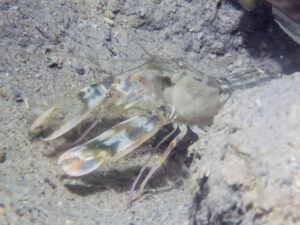 Titan Snapping Shrimp, Alpheus species 15