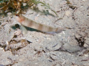 Titan Snapping Shrimp with Amblyeleotris fontanesii Giant Shrimpgoby