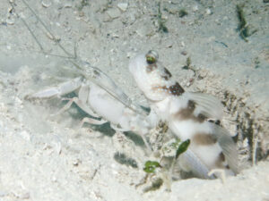 Titan Snapping Shrimp with Cryptocentrus bulbiceps Bluelined Shrimpgoby