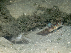 Titan Snapping Shrimp with Cryptocentrus fasciatus, Y-bar Shrimpgoby